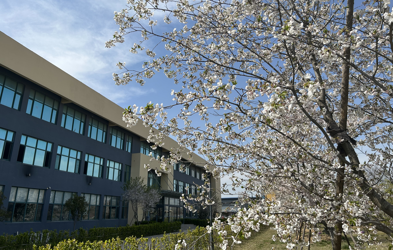 又是一年樱花季 乐玩邀您共赏浪漫樱花